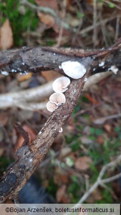 Crepidotus cesatii