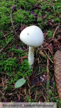 Amanita virosa