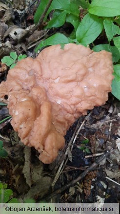 Gyromitra parma