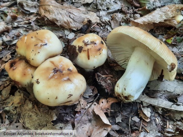 Russula subfoetens