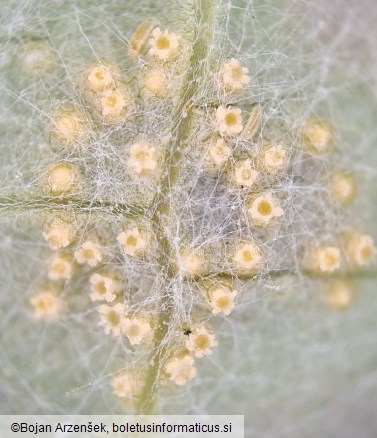 Puccinia poarum