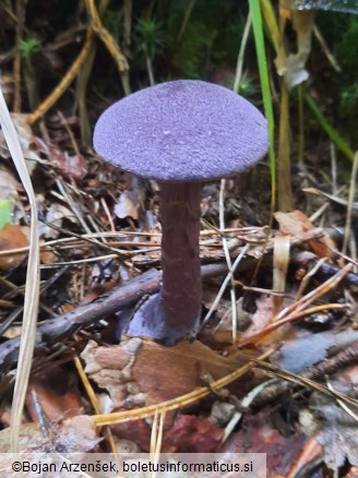 Cortinarius violaceus