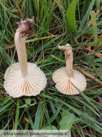 Hygrocybe punicea