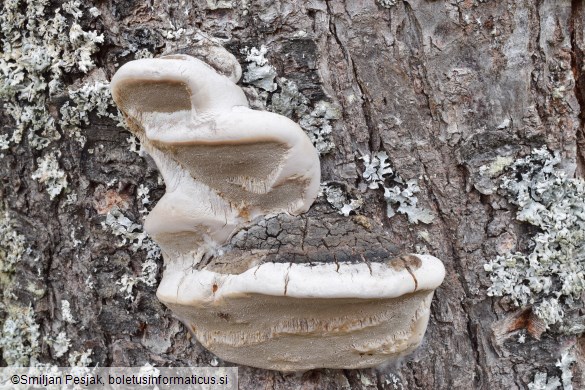 Phellinus pomaceus