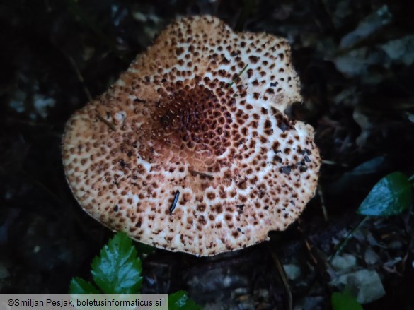 Echinoderma echinaceum