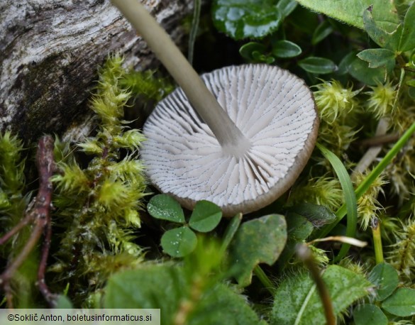 Entoloma querquedula