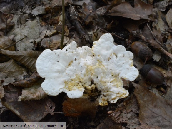 Loweomyces fractipes