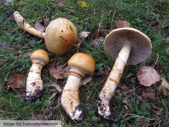 Cortinarius triumphans