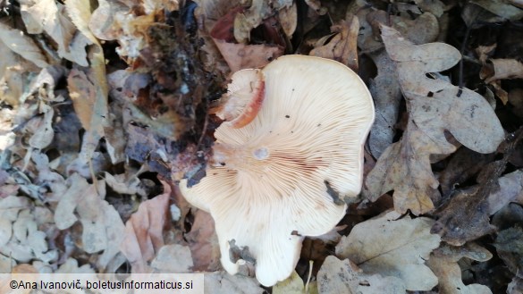 Clitocybe flaccida