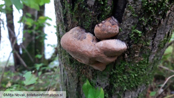 Phellinus igniarius