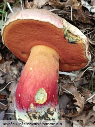 Rubroboletus satanas