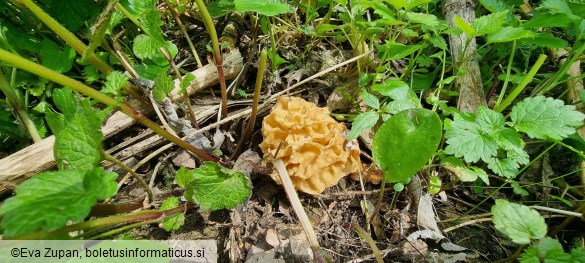 Morchella fluvialis