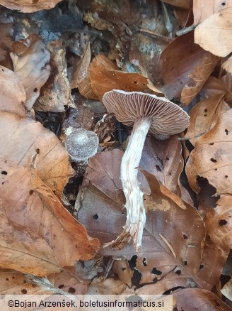 Cortinarius paleaceus