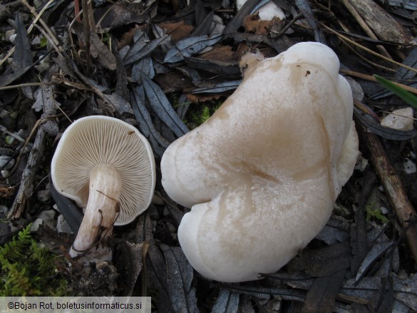 Clitocybe rivulosa