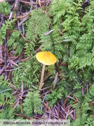 Pluteus leoninus