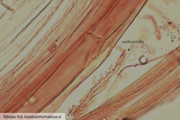 Mycena olivaceomarginata