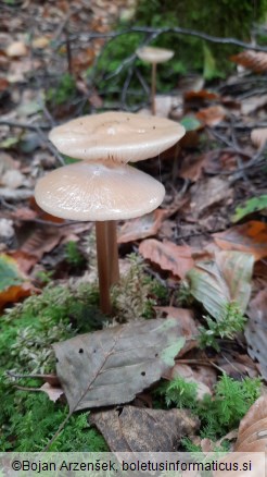 Hymenopellis radicata