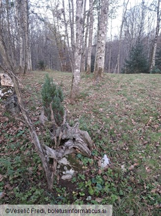 Tuber aestivum