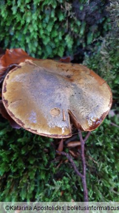 Cortinarius odorifer