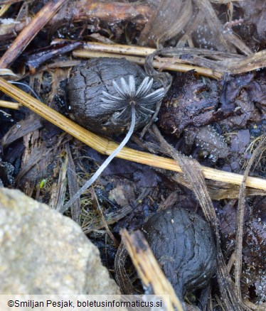 Coprinellus heptemerus