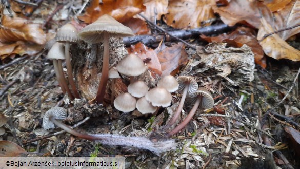 Mycena tintinnabulum