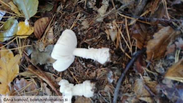 Amanita pantherina