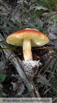 Amanita caesarea