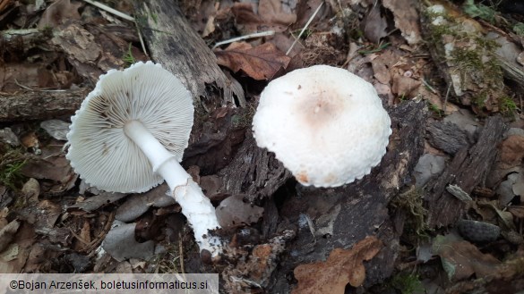 Lepiota ignivolvata