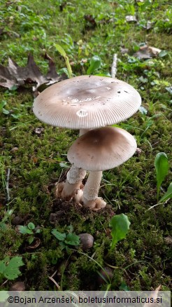 Amanita lividopallescens