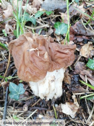 Gyromitra esculenta