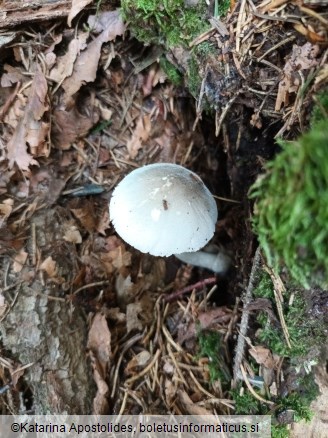 Volvariella murinella