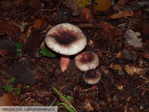 Russula amoena