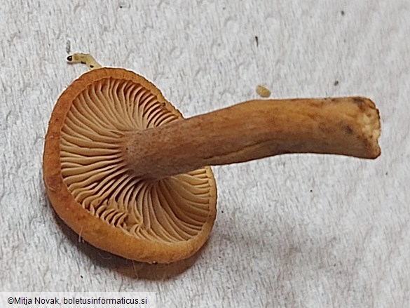 Lactarius camphoratus