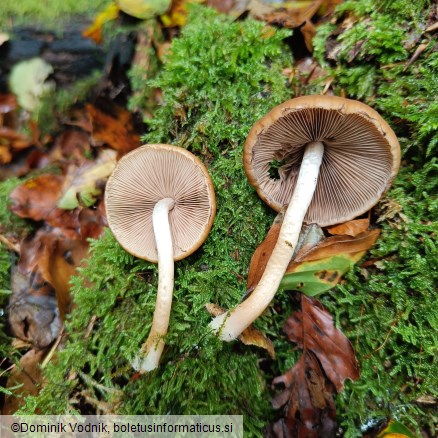 Psathyrella piluliformis