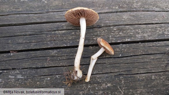 Agrocybe vervacti