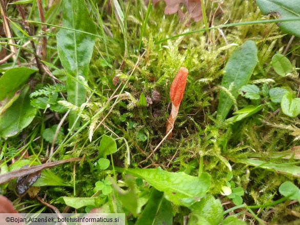 Cordyceps militaris