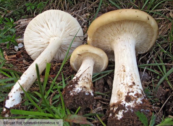 Melanoleuca subalpina
