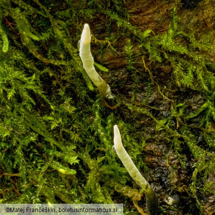 Xylaria hypoxylon