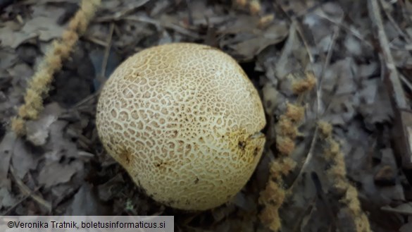 Scleroderma citrinum