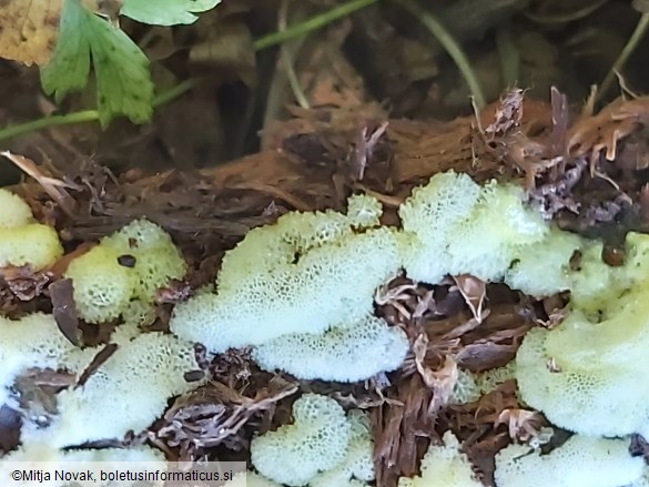 Ceratiomyxa porioides