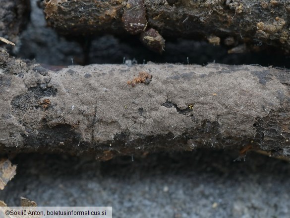 Tomentella atramentaria