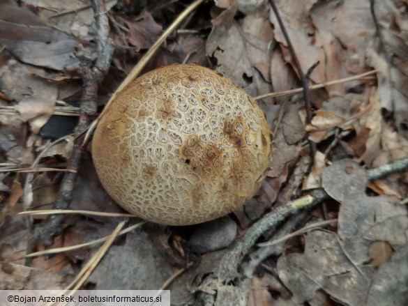 Scleroderma citrinum