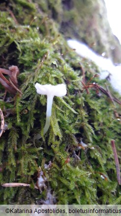 Mycena