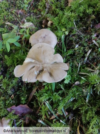 Entoloma rhodopolium