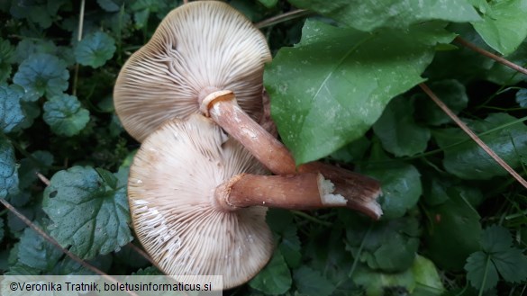 Armillaria mellea