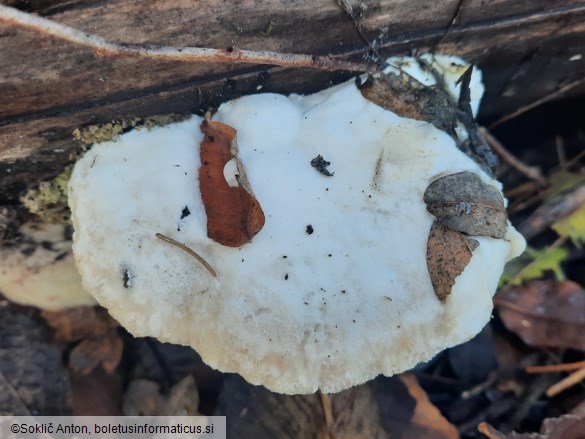 Trametes suaveolens