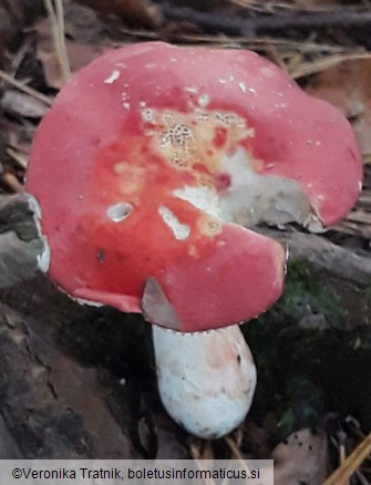 Russula lepida