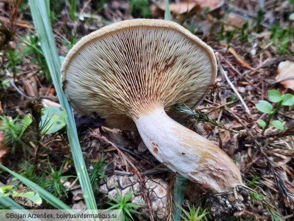 Paxillus involutus