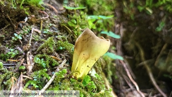 Helvella acetabulum