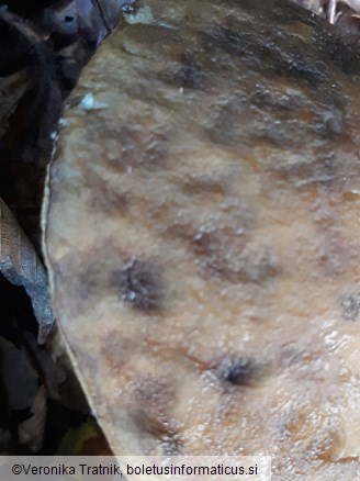 Leccinellum pseudoscabrum